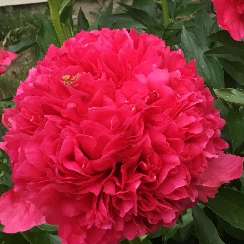 Paeonia 'Command Performance' - Pojeng 'Command Performance'